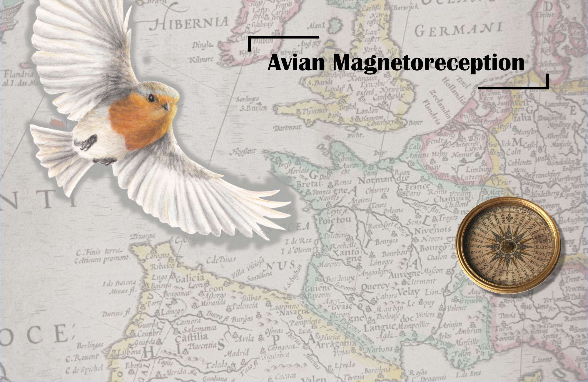Avian Magnetoreception